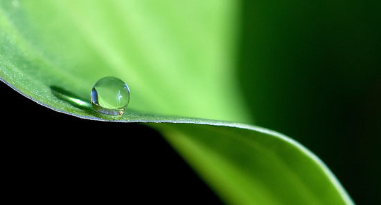 water-drop-on-leaf